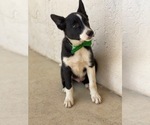Small Photo #2 Border Collie Puppy For Sale in LANCASTER, PA, USA