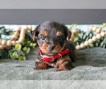 Puppy Hunter Yorkshire Terrier