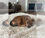 Small Photo #15 Mutt Puppy For Sale in OKLAHOMA CITY, OK, USA