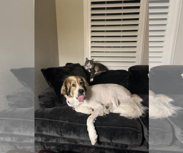 Medium Photo #2 Great Pyrenees Puppy For Sale in Tabernash, CO, USA