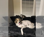 Small #1 Great Pyrenees