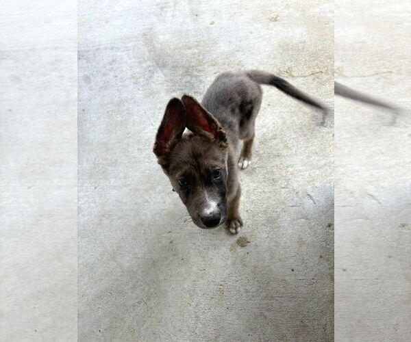Medium Photo #4 Australian Shepherd-Unknown Mix Puppy For Sale in Missouri City, TX, USA