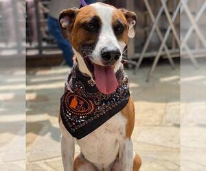 Mutt Dogs for adoption in Denton, TX, USA