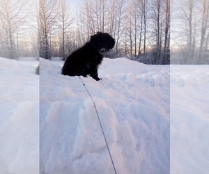 Malinois Puppy for sale in ANCHORAGE, AK, USA
