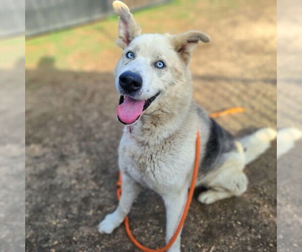 Medium Photo #1 German Shepherd Dog-Siberian Husky Mix Puppy For Sale in Long Beach, CA, USA