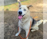 Small German Shepherd Dog-Siberian Husky Mix