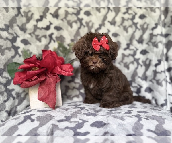 Medium Photo #7 ShihPoo Puppy For Sale in LAKELAND, FL, USA