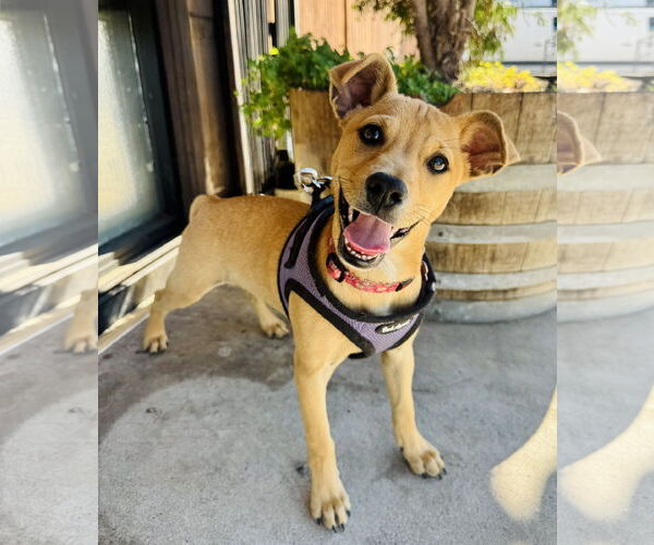 Medium Photo #4 Chihuahua-Unknown Mix Puppy For Sale in Marina Del Rey, CA, USA