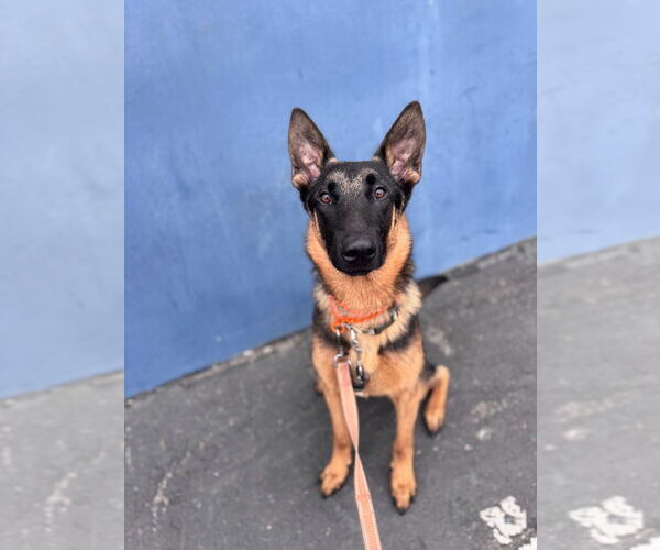 Medium Photo #6 German Shepherd Dog-Unknown Mix Puppy For Sale in Lake Forest, CA, USA