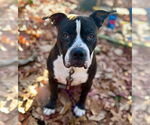 Small #31 American Staffordshire Terrier Mix