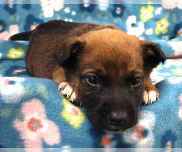 Medium Photo #1 Mutt Puppy For Sale in Thief River Falls, MN, USA