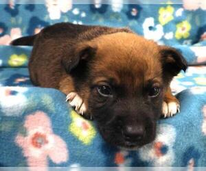 Mutt Dogs for adoption in Thief River Falls, MN, USA