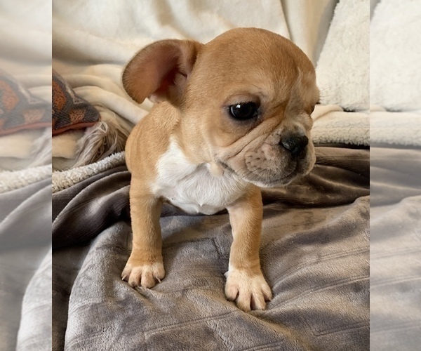 Medium Photo #8 French Bulldog Puppy For Sale in JOHNS ISLAND, SC, USA
