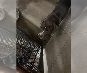 Mutt Dogs for adoption in Stockton, CA, USA
