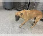 Small German Shepherd Dog