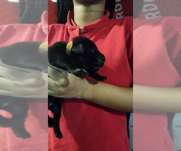 Medium Photo #2 Cane Corso Puppy For Sale in CHICAGO, IL, USA