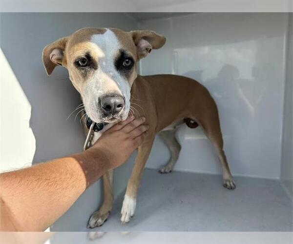 Medium Photo #1 American Pit Bull Terrier-Unknown Mix Puppy For Sale in Houston, TX, USA