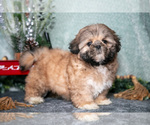Puppy Daisy Shih Tzu
