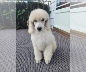 Poodle (Standard) Puppy for sale in DURYEA, PA, USA