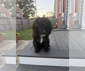 Bella - Female Mutt Dog for Adoption - Photo #2
