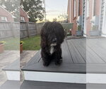 Small Photo #2 Mutt Puppy For Sale in Virginia Beach, VA, USA