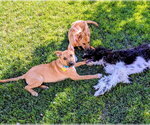 Small #8 Labrador Retriever Mix