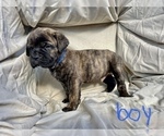 Small Photo #3 Cane Corso Puppy For Sale in HUGHSON, CA, USA