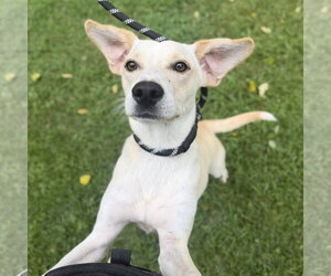 Sunshine - Female Mutt Dog for Adoption - Photo #3