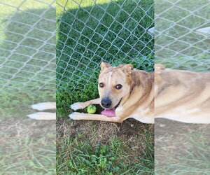 Brisket - Male Catahoula Leopard Dog-Unknown Mix Dog for Adoption - Photo #2