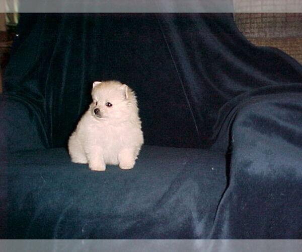 Medium Photo #6 Pomeranian Puppy For Sale in APPLE VALLEY, CA, USA