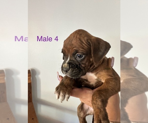 Medium Photo #1 Boxer Puppy For Sale in MORENO VALLEY, CA, USA
