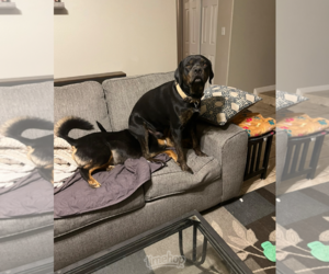 TANK #10 - Male Rottweiler-Unknown Mix Dog for Adoption - Photo #2