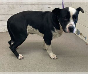 Borador Dogs for adoption in San Bernardino, CA, USA