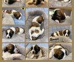 Small Photo #4 Zuchon Puppy For Sale in HOHENWALD, TN, USA