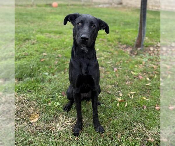 Medium Photo #1 German Shorthaired Shepherd Puppy For Sale in Modesto, CA, USA