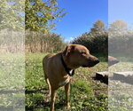 Small Photo #6 Labrador Retriever-Rhodesian Ridgeback Mix Puppy For Sale in Techny, IL, USA