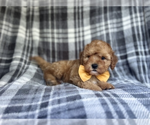 Medium Photo #2 Cavapoo Puppy For Sale in LAKELAND, FL, USA