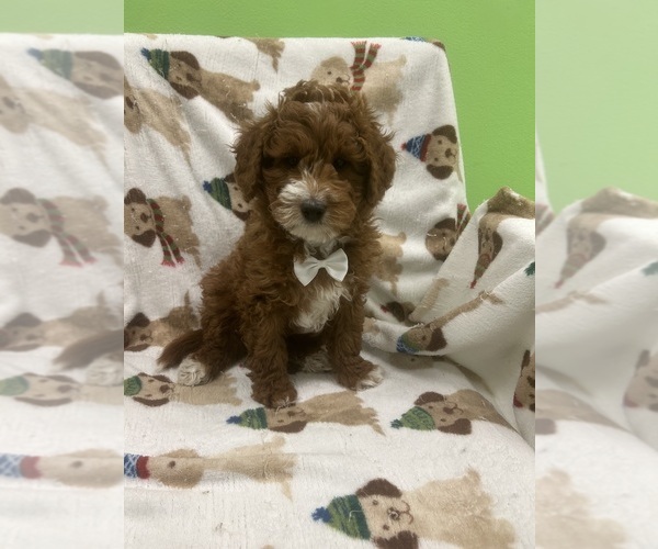 Medium Photo #1 Goldendoodle (Miniature) Puppy For Sale in RANDOLPH, MA, USA