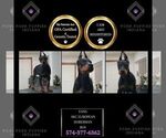 Puppy Fang AKC Doberman Pinscher