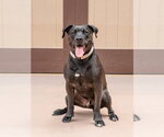 Small #5 American Staffordshire Terrier Mix