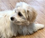 Small Photo #3 Maltese Puppy For Sale in WOODSTOCK, CT, USA