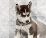 Small Photo #5 Siberian Husky Puppy For Sale in MADERA, CA, USA