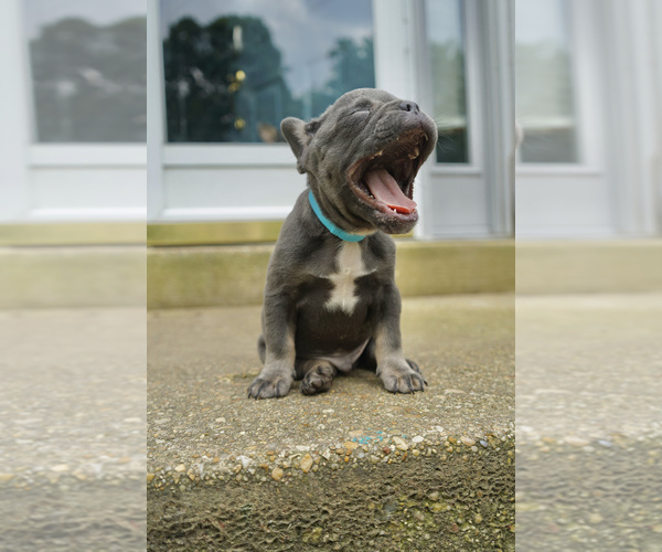Medium Photo #4 French Bulldog Puppy For Sale in CLINTON, MD, USA