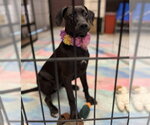 Small #1 Labrador Retriever Mix