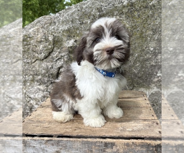Medium Photo #2 Havanese Puppy For Sale in MIDDLEBURY, IN, USA