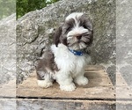 Small #1 Havanese