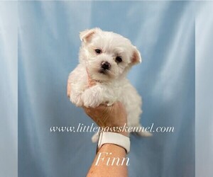Maltese Puppy for sale in WINNSBORO, LA, USA
