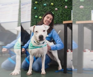 Mutt Dogs for adoption in Woodbury, NY, USA