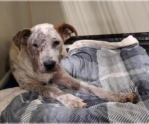 American Pit Bull Terrier Dogs for adoption in Bakersfield, CA, USA