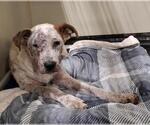 Small American Pit Bull Terrier